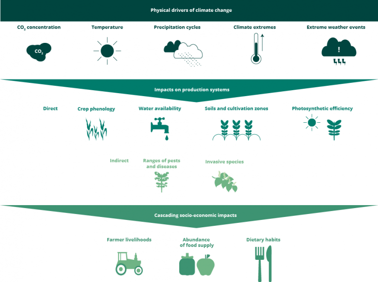 The Direct Effects of Climate Change on Agriculture and Commodity Stocks